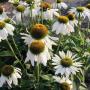 Seminte profesionale Echinacea purpurea - imagine 49296
